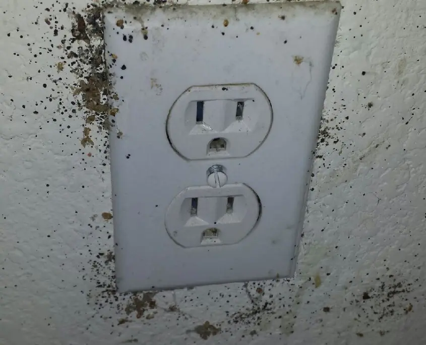 Bed Bugs inside wall outlet in Dallas TX home