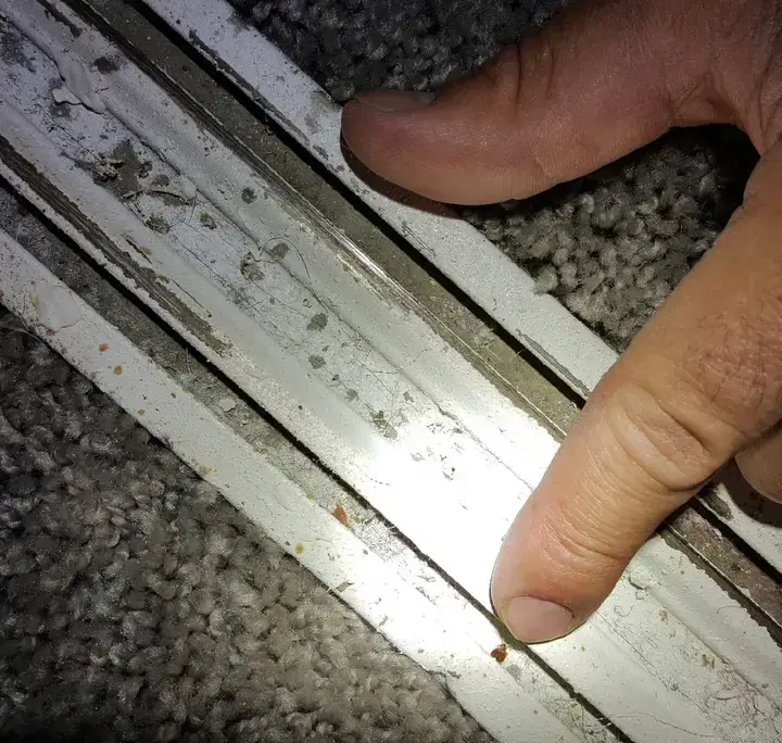 Fast Bed Bug Removal Fort Worth TX After Inspection