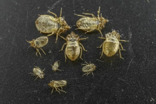 Image of Bed Bug Skin