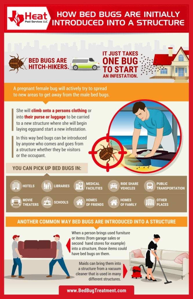 how do you get bed bugs infographic from dallas bed bug treatment