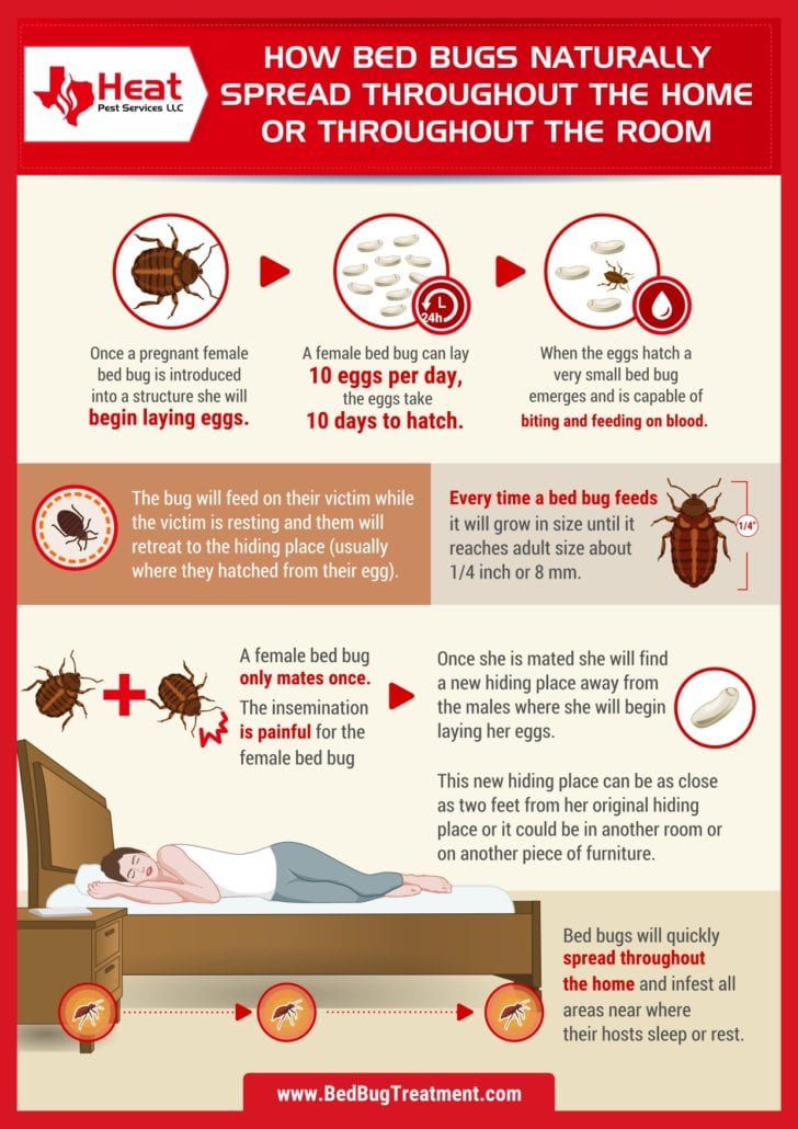 infographic about how bed bugs spread in dallas and richardson texas
