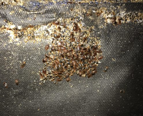 Extreme Bed Bug Heat Treatment in Fort Worth