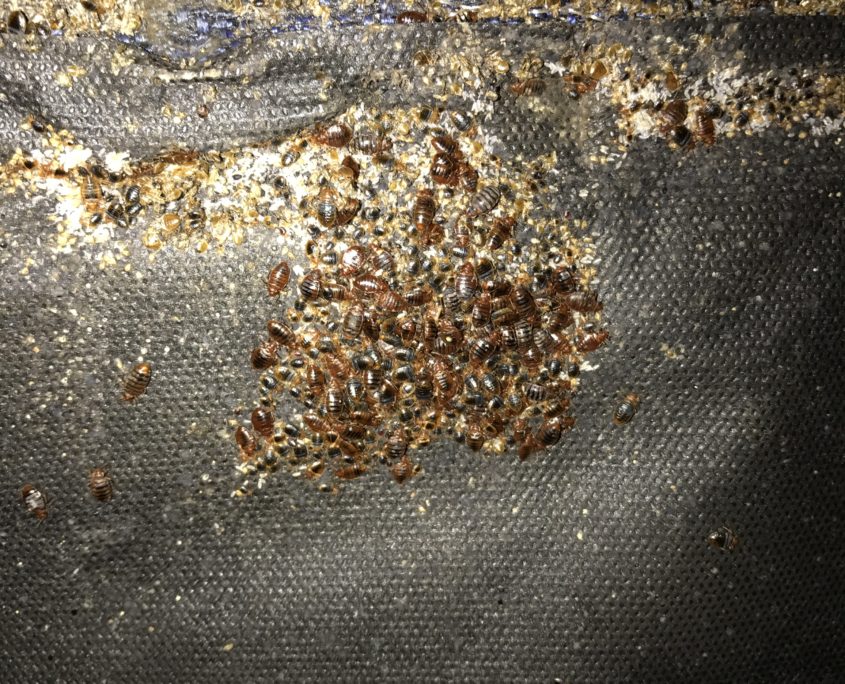 Extreme Bed Bug Heat Treatment in Fort Worth