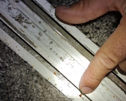 Fast Bed Bug Removal Fort Worth After Inspection