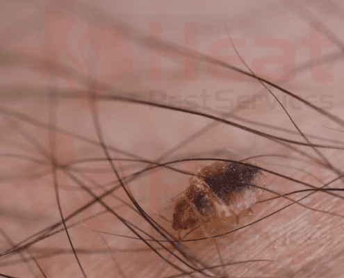 Juvinille Bed Bug Found in Fort Worth Hotel