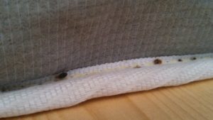 bed bug treatment needed on this dallas bed