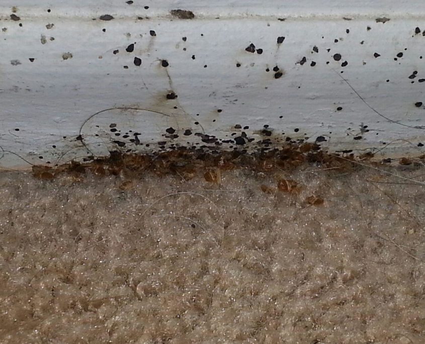 bed bugs in baseboards of dallas home need heat treatment