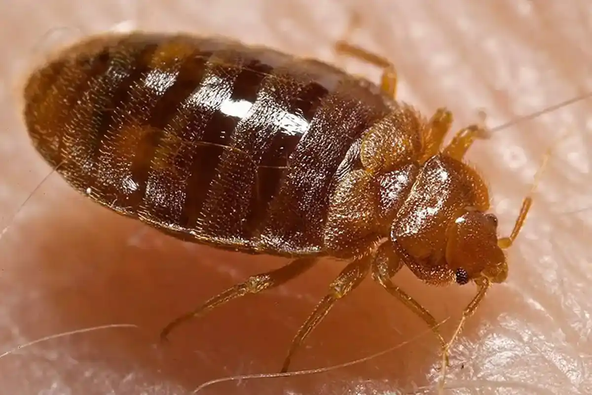 A Live Bed Bug on Human Skin