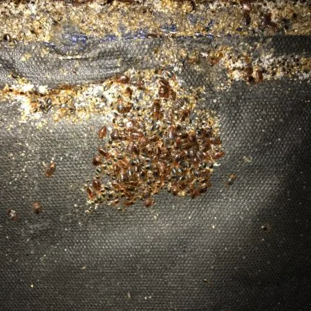 Bed Bug Infestation In Fort Worth