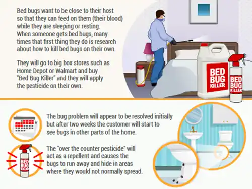 How to Get Rid of Bed Bugs