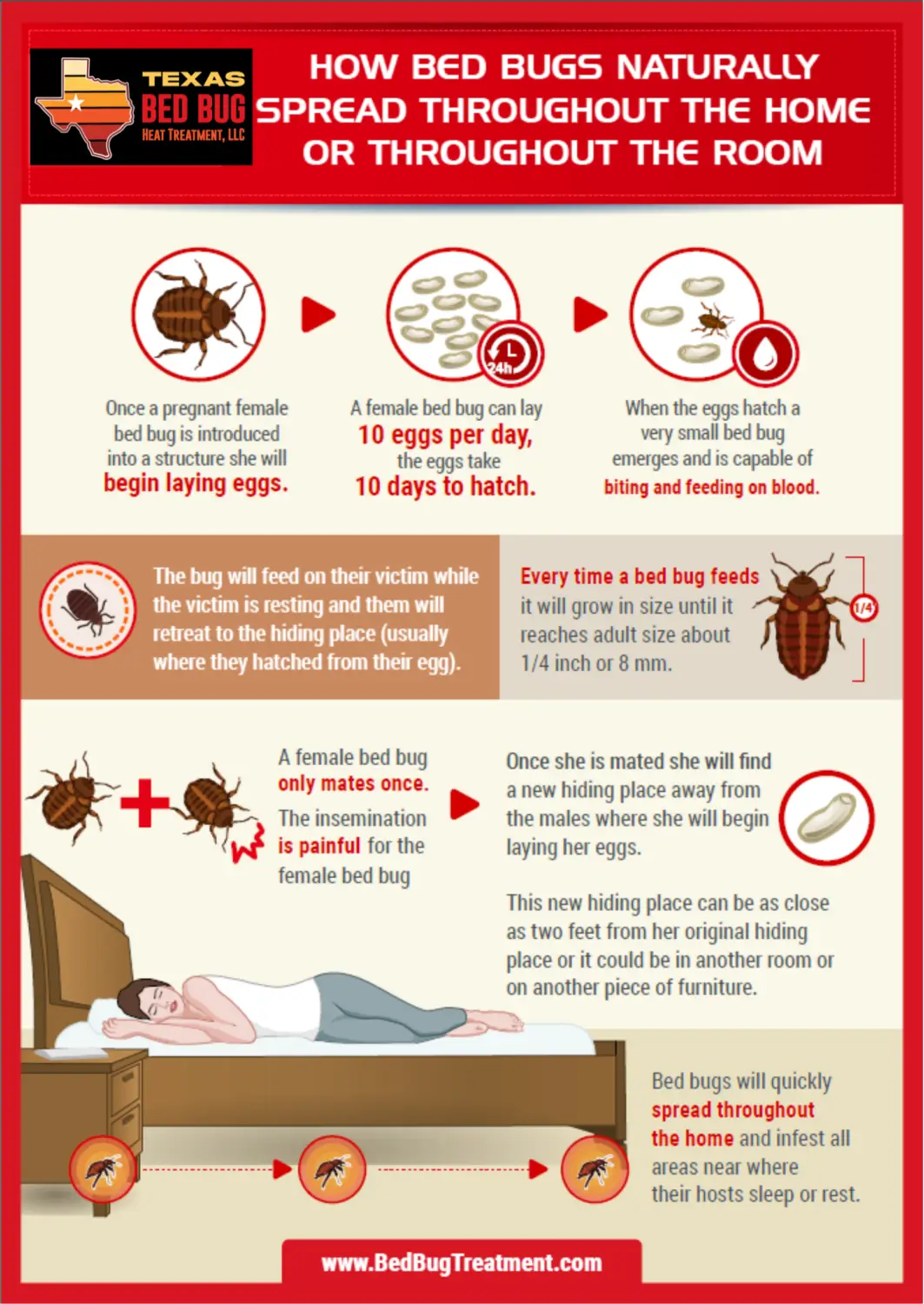 How bed bugs spread