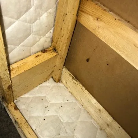 Bed Bug Infestation In Fort Worth