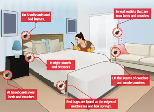 How to inspect for bed bugs